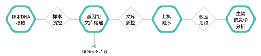 全基因组重测序-技术路线-Ebpay(中国)基因 全基因组重测序-技术路线-Ebpay(中国)基因
