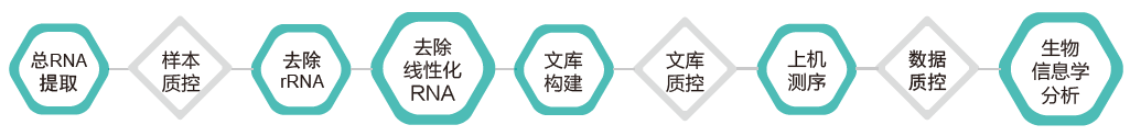 环状RNA（circRNA）测序-技术路线-Ebpay(中国)基因