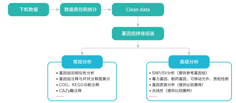 微生物基因组重测序-分析-Ebpay(中国)基因