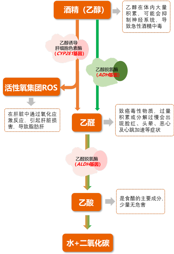 酒精代谢途径——Ebpay(中国)基因